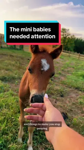Squirt says that hes been neglected🥺🤣🐴 #minifoal #minihorsesoftiktok #weanling #foalsoftiktok 