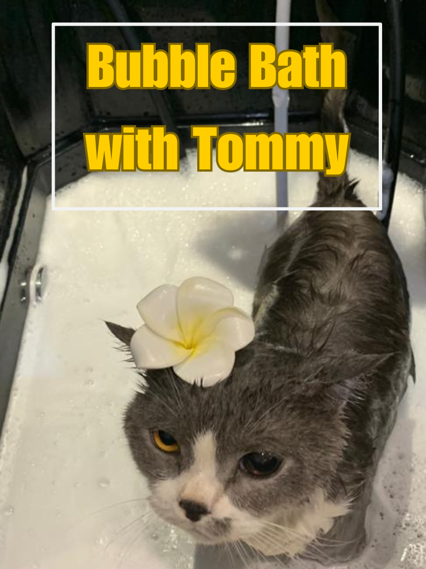 Jom berendam dengan Tommy. Hari ni dia mandi Ozone Bath  #catgrooming #catspa #cathotel