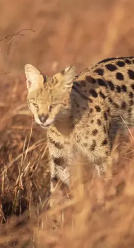 The serval cat in Amboseli, like others of its species, is known for its incredible jumping ability. It can leap up to 10 feet (3 meters) into the air to catch birds in flight, making it one of the most agile hunters in the African savannah. This impressive skill helps the serval survive in the varied landscape of Amboseli National Park, where it preys on small mammals, birds, and insects. #serval #servalcat #viral #fyp #animal #goldenjaguar #tigers #foryou #caracal #jaguar #leopard #leopards 