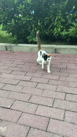 It's so cute. #cat #cute #funnyvideos #funny #catsoftiktok #fyp 