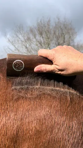 Horse ASMR! 🥰 The Winter Shedding is happening, bring on the Spring and sunshine! ☀️ Eco Shedder at work! #ecohorse #ecohorseshine #horsegrooming #horseasmr #asmr #bestsound #quarterhorserump 