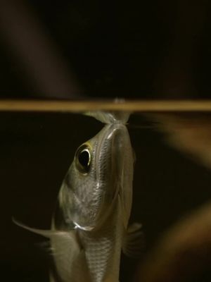 Specialised mouthparts allow archerfish to shoot bullet-like jets of water to dislodge their prey.