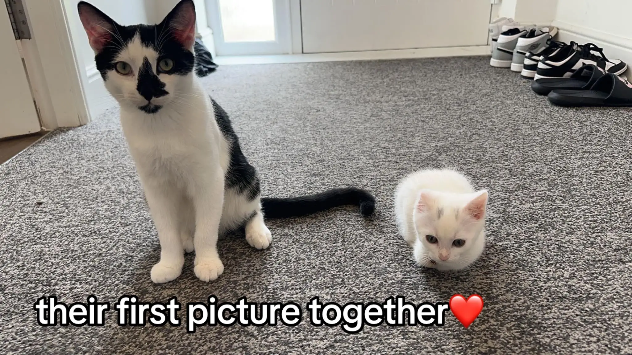 growing up together🥺 #cats #catlover #kitten #growingup #kitty #hellokitty #fyp 