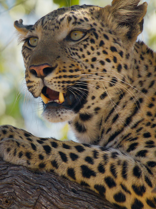 This leopard has an INCREDIBLE hunting technique 😲   Watch #BigCats247 on #iPlayer from 25 August