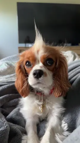 bad hair day 