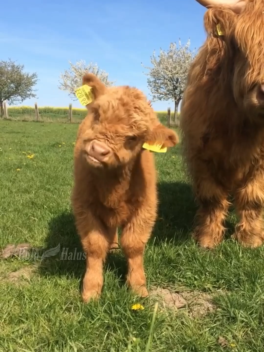 Anak sapi anggora viral #sapianggora #anaksapi #sapilucu #videoviralitiktok #pedetsuper #fyp #foryou #buluhalus