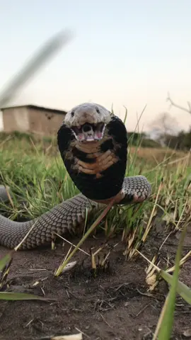 Deady Spitting Cobra! #snakes #animals #southafrica #fyp #foryoupage #tiktoksouthafrica 