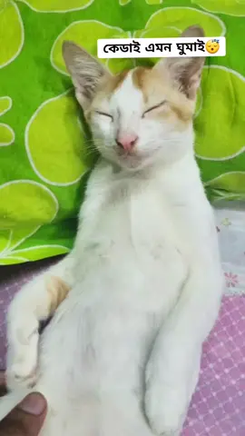 #cat #বিড়াল #funny #sdm #sdmvlog #viral #viralvideo #funny #Love #catlove #bdcat 