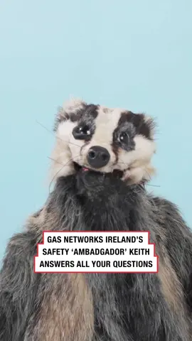 Who knew digging could be such a minefield😬? We had Keith the Badger in studio to answer all your burning questions about digging. He left the comfort of his sett for our bright studio lights to share all the top tips he got from Gas Networks Ireland on how to dig and excavate safely 🦡