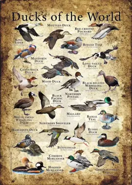 Ruddy Duck #viral #fyp #ducksoftheworld #ruddyducks 