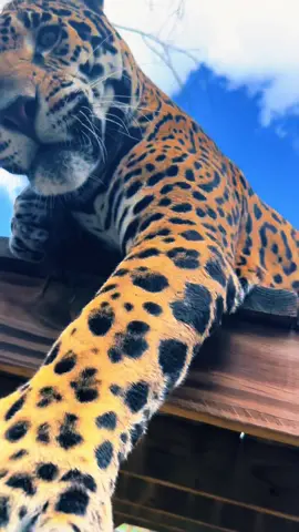 Silly Tank 🥰 #NOTpets #jaguar #jag #tank #teamtank #boop #boops #boopboopboop #boopthesnoot #claws #paws #animals #animal #Love #amazing #bigcat #bigcats #cat #cats #fl #florida #fyp 