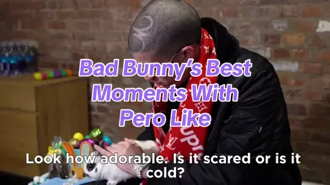 Benito and Perolike have had some great moments together. Here's a compilation of the best moments between Bad bunny and PeroLike #badbunny  #benito 