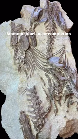 Preparation is almost complete on the block of mammals discovered early in the season at the Fossil Lake Safari quarry.  It's looking pretty awesome.  We've run it by a lot of fossil mammal experts and there is still no definitive identification.  The closest we can come up with is some type of Brontotherid similar to Lambdotherium. #fossils #paleontology #fossillake #fossillakesafari #greenriverformation #fossilhunting