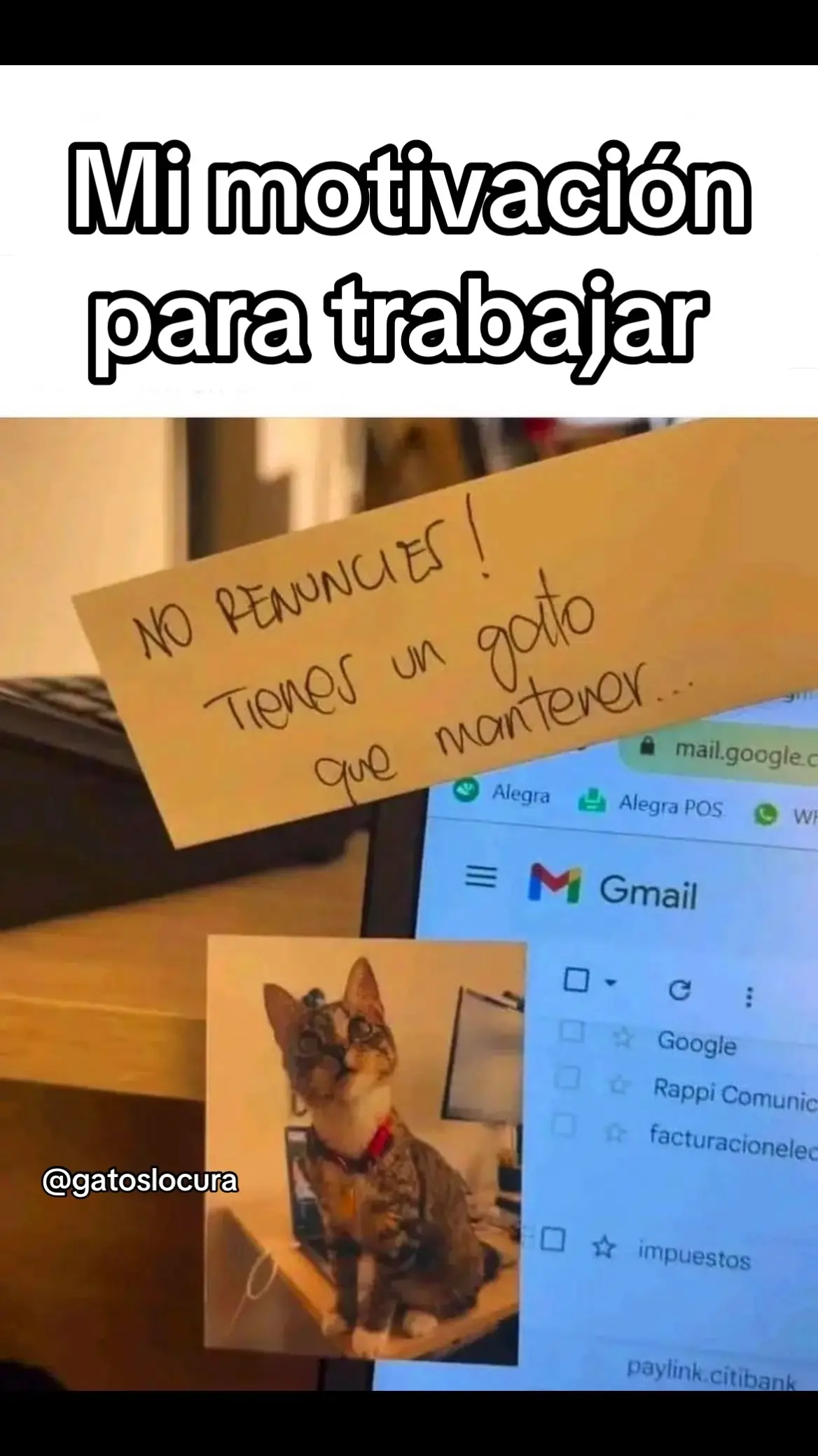 Todo sea por mantener a mi gatito #gatos #gatitos #gatostiktok #viral #tiktok #trabajo 