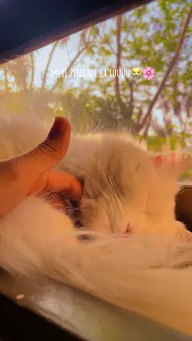 Meri zindagi ha tuuuu🥺🌸#viralvideo #trending #cats #animals #catsoftiktok #catlover #aestheticvideos 