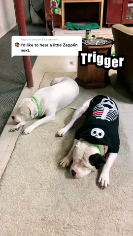 #viral #petlove #kanethegreat #triggersings 