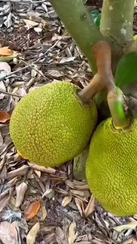 nangka jackfruit...🥰🥰🥰🤗🤗🤗 #fruits #fruit #bibit #buah #buahbuahan #tanaman #tanamanviral #bunga #agro #tumbuhan #tumbuhanherbal  #berkebun #kebun #perkebunan #fbpro #fbreels #reel #fbreel  #lebat #fyp #fypシ #fypシ゚viral #fypage #facebookreels #facebookpro #reels #reel #reelviral #reelvideo #reelvideos 