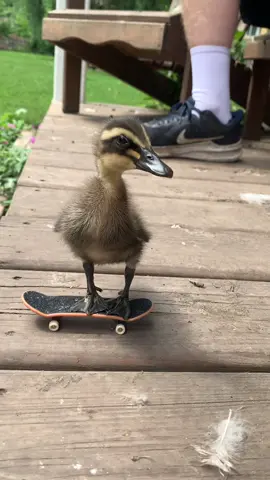 Sometimes we get domestic ducks! This is Skittles and he loves to skateboard ☺️  #ibr #iowabirdrehabilitation #iowa #iowabirds #birdrehab #nonprofit #birdsoftiktok #birds #cute #tiny #ducklingsoftiktok #ducklings #sk8erboi #thrashermagazine #shredding #skateboard #skaterlife 