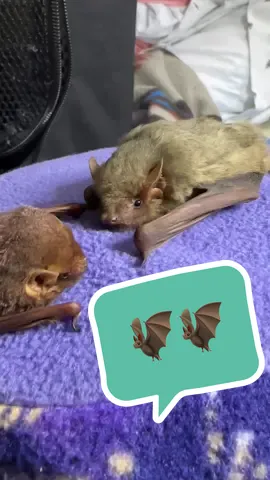 Bats 🤣🤣🦇🦇 I’m trying to go live and introduce you to the bats more often! Please arop hy my page to see the bats live, up close, ans adorable!!  #bats #wildliferehab #wildliferehabilitation #rescuerehabrelease