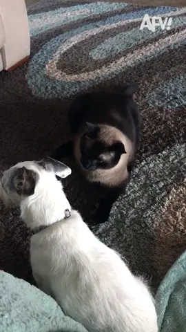 Cats are professional instigators 😹🐶 #afv #cats #dogs #funnyvideos
