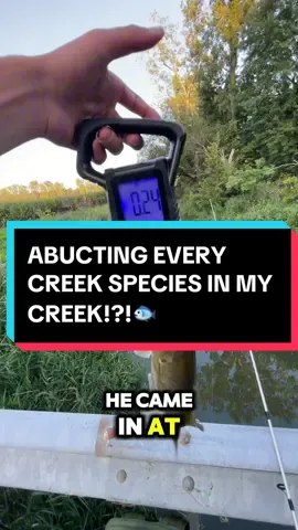 “Shaped like a hotdog=better swimmer”😭#fyp #tiktok #xyzbca #fishtok #Summer #reel #water #baitcastingreel #baicaster #openreel #funny @BassBanshee @BIGBASSCLARK @Jerm 🎣 