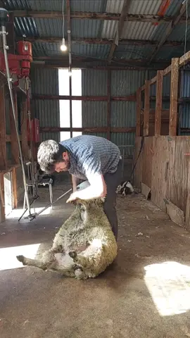 First day back on machine shears after a month blade shearing.  I am using a cover comb(winter comb) to shear an in lamb hogget at @mangaroafarms  Pre lamb shearing increases lamb survival and growth weights as the ewes are more attentive to their lambs if a storm comes as they can feel the temperature change more. I am using a cover comb, which leaves a little more wool on the sheep so that they don't suffer if we have more cold weather.  #shearing #wool #naturalfibers #sheep #shearingiscaring #newzealand #animalwelfare #satisfying #aglife #wooliscool #campaignforwool 