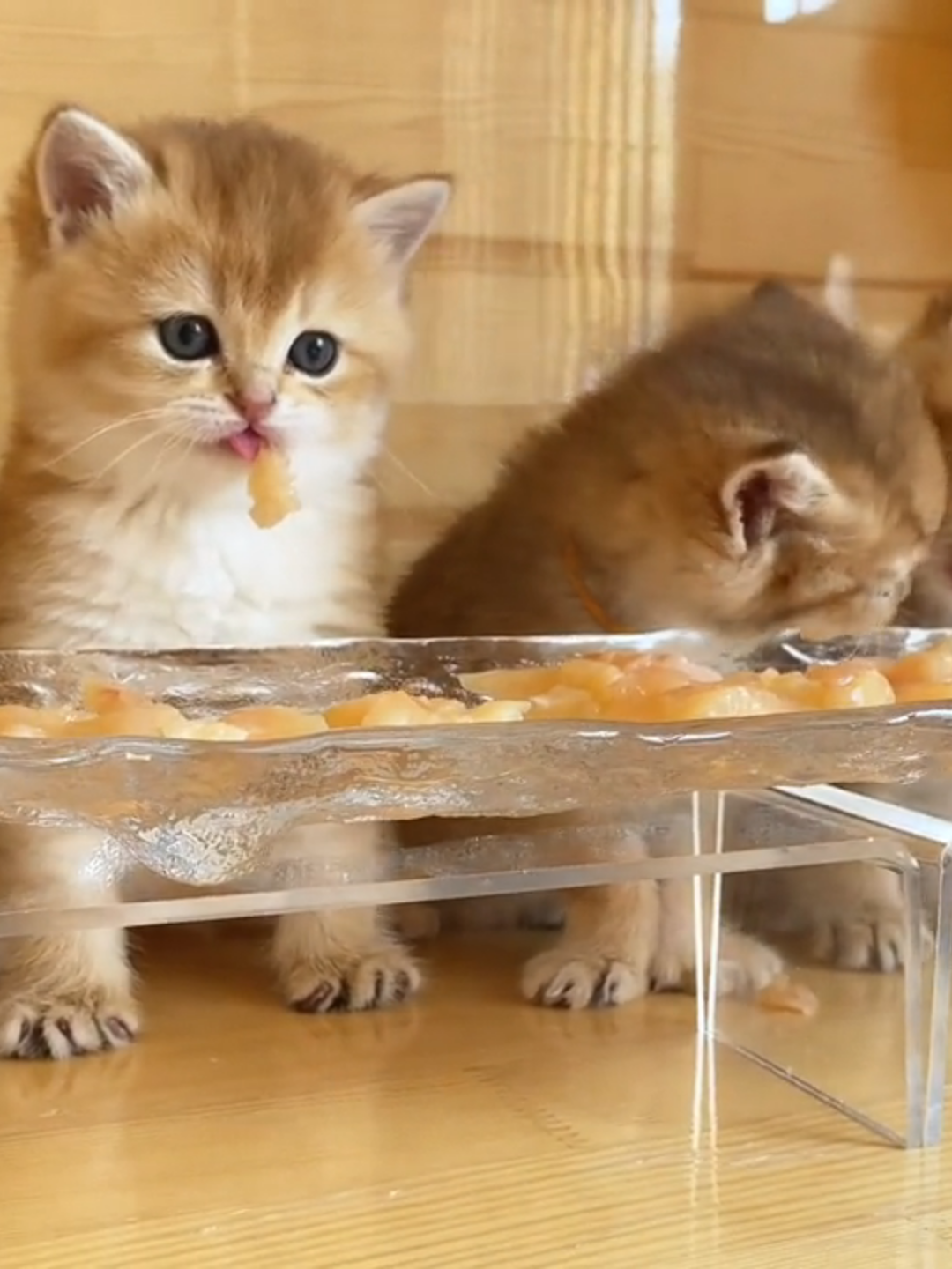 Top trending Jinbao stopped eating to watch  #catlover  #animales #pets #cutecat