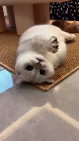 Did you know that when you give your cat a realistic bird toy and just a light touch,what will happen? #cattips #cattoys #catfun #catlovers #felinefun #happycats #catplay #catowner 