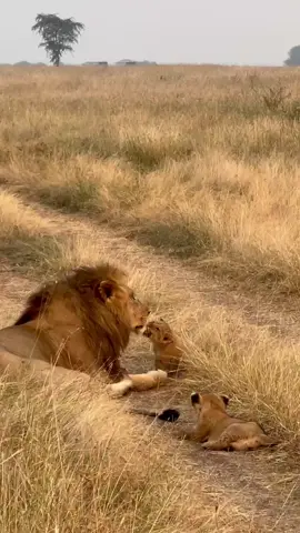 One of the two Mila pride males spending quality time with his cubs.  📍Serengeti National Park, Tanzania  Photographer Credit:- @amospampy #wildlife #lioncub #cubs #breathtaking #animals #wild #wildfreelions 