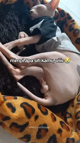 🤏🥴#kitten#kittenoftiktok#kittens#cat#catsoftiktok#kucing#kucingsphynx#sphynx#sphynxcat#lepasadopt#lepasadopkucing#lepasadopkitten#lepasadopmeow#lepasadopbandung#kucingviral #kucinggemoy#kucingtiktok#fyp#vyzbca#viral#kucingviral