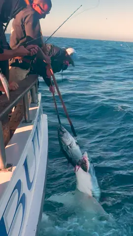 Mako Tug Of War! 🦈 Imagine that thing coming at you at top speed (72km per hour / 45mph) 🎥IG: @tribute_sportfishing @carlos90j Taxman Gear! Worldwide Shipping 🏴‍☠️🔥 fuckthetaxman.com #fishing #shark #fisherman