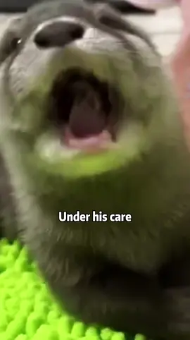 You can’t abandon it 😭😭😭#animals #shortvideo #rescue #otter #cute 