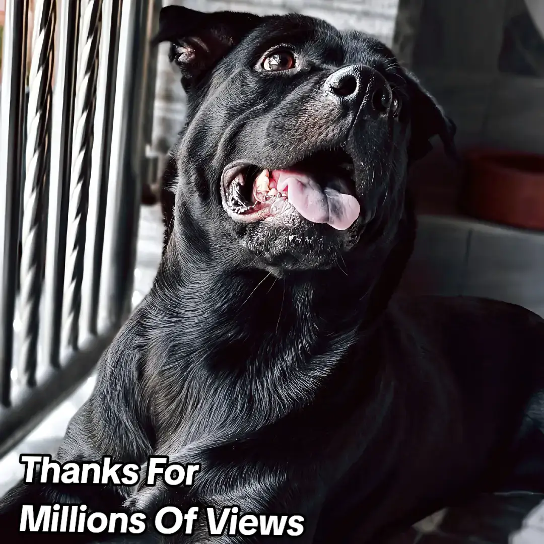 Thanks All Love 😘  #viral #fyp #foryou #viral #foryoupage #viral #trending #viralvideo #parati #tiktok #dog #fyp #dogsoftiktok #dogs #foryou #dog #viral #puppy #funny #pet #Dogsoftiktok #CuteDogs #PuppyLove #CutenessOverload #FluffyPaws #PetTok #Pet #PetsOfTikTok #FYP #ForYou #ForYouPage #Maya #tamil #tamil #fyp #tamilmuser #tamiltiktok #tamilsong #tamil #tamil #tiktoktamil #foryou #foryoupage 