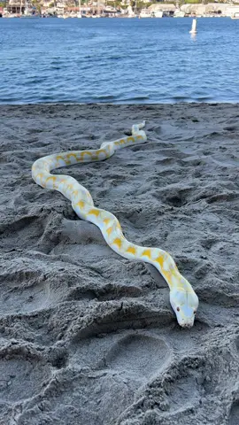 I think Loki loves the beach! 🐍🏖️🌎 #wildlife #nature #animals #wildlifelover #animallover #naturelover #giant #yellow #snake #python #beach #newportbeach 
