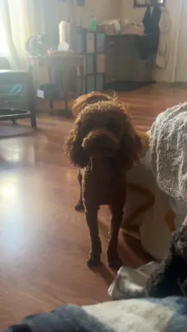 My Beau. ❤️#poodlesoftiktok #fyp #poodles 