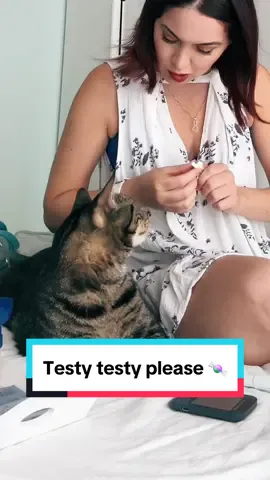 😻 Adonis asks for his sugar tests MOST of the time 😅🥹 I really think he doesnt only do this for the (diabetic friendly) treats but for feeling cared and the attention & ritual he gets. Yes, feline diabetes is challenging but the silver lining is the extra special bonding time we get through this home diabetes management routine 😻🙏🐾.  228 is under renal threshold so this is a number that is nice for him ☺️.  😻 ª #felinediabetes #diabetes #glucosetest #insulin #diabetesawareness #catsoftiktok #catmom #foryou #catlove 
