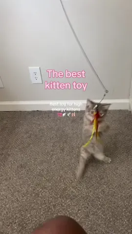 Orange worm is the remains of the last toy i put on here (i threw it away and she didnt eat any dw) #tiktokshop #cattoy #kitten #cat #Lifestyle #wellness #cute #kittenlife #cattok 
