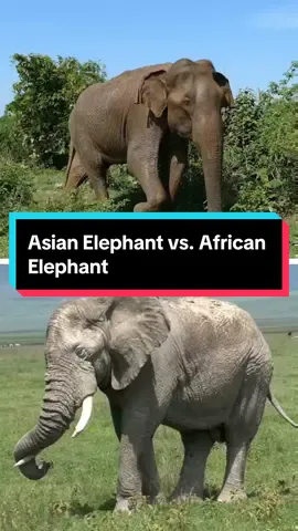 Can you tell the difference? #elephant #AnimalFacts #wildlife #stem 
