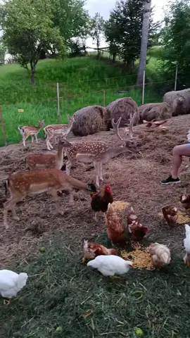 Who's the real boss here, the deer or the chickens? 🦌🐔 Feeding time never looked this chaotic! Who would you rather feed first? Tag someone who needs this kind of farm therapy. @Ionel Tomsa 🎥 #fyp #animals #funny #farmlife #foryou #bambi #viral #nature