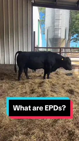Replying to @hayley_moorman What are EPDs?🐮 #simmental #simmentalcattle #bullsoftiktok #simmentalbull #epd #beefcattle 