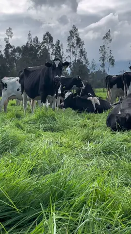 Sabías que la leche de la Sabana de Bogotá es sinónimo de calidad y sostenibilidad?  Apoya la producción local y disfruta de un producto natural y delicioso. #ProducciónSostenible #LecheOrgánica #SabanaDeBogotá #ganadero  #vacas  #cow  #milkingcows  #campo  #veterinaria  #milk  #Sustainability  #holstein  #ganaderia  #zootecnia  #leche  #pastoreo  #organico 