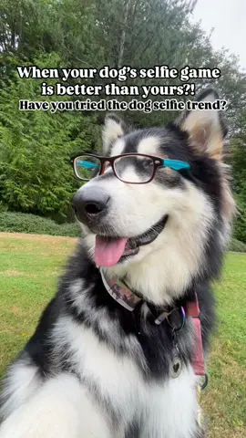 This girl’s selfie game is strong! It’s also inspired by Aussie Sedona on IG. Dog selfies are my new favorite thing! #dogselfie #selfietime #cutedog #malamutelife #malamutesoftiktok #selfiegamestrong #selfiechallenge #cutedogsonly 