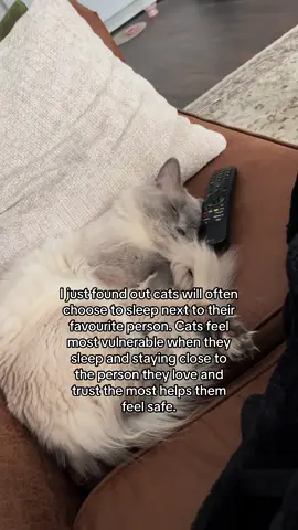 I feel honoured 😭 #cats #cattok #fyp #catsleeping #ragdolls #willowtheragdoll #willowthefurrball #catsoftiktok 
