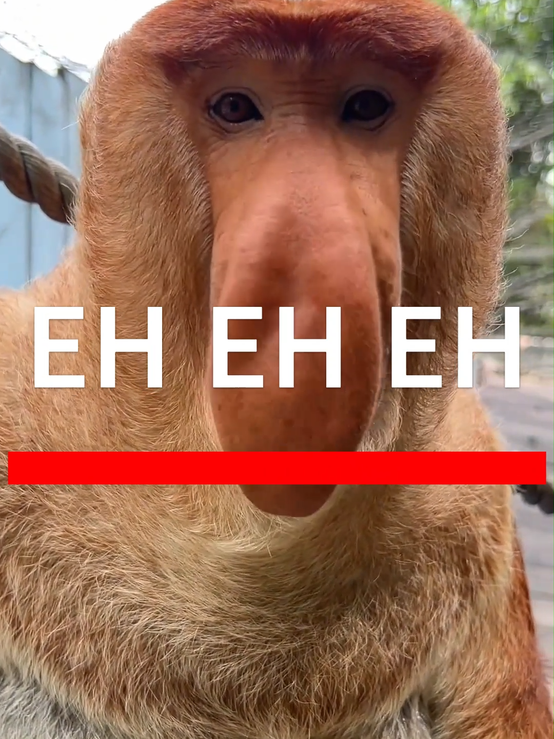 EH EH EH MONKEY! #MONKEY #ProboscisMONKEY #LONGNOSEMONKEY #CUTEMONKEY