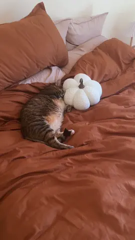 Nappin’ cat with her emotional support pumpkin 🎃 #catsoftiktok #fatcat #cat #falldecor 