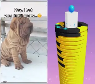 #dogs #dogsoftiktok #game #fypシ゚viral 