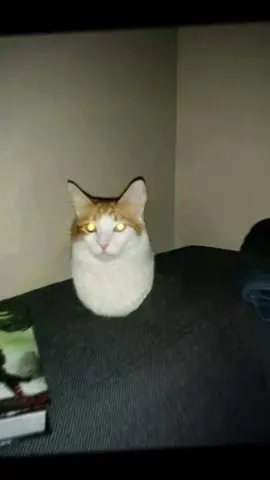 Potato #cat #catsoftiktok #catlover #catlife #cats #catslovers #cattok #catsvideo #meme #memes #memestiktok #memecut #memetiktok #catmeme #catmemes #fyp #foryou #foryoupage #CapCut 