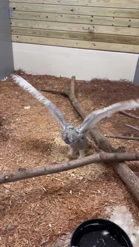 Just like a human baby, it doesn’t take much to amuse Anori! The snowy owlet was more than excited to receive a fun pile of shavings from Keeper Lindsey!  #akronzoo #snowyowl #owl #owlet #cuteanimals #zoo #fyp 