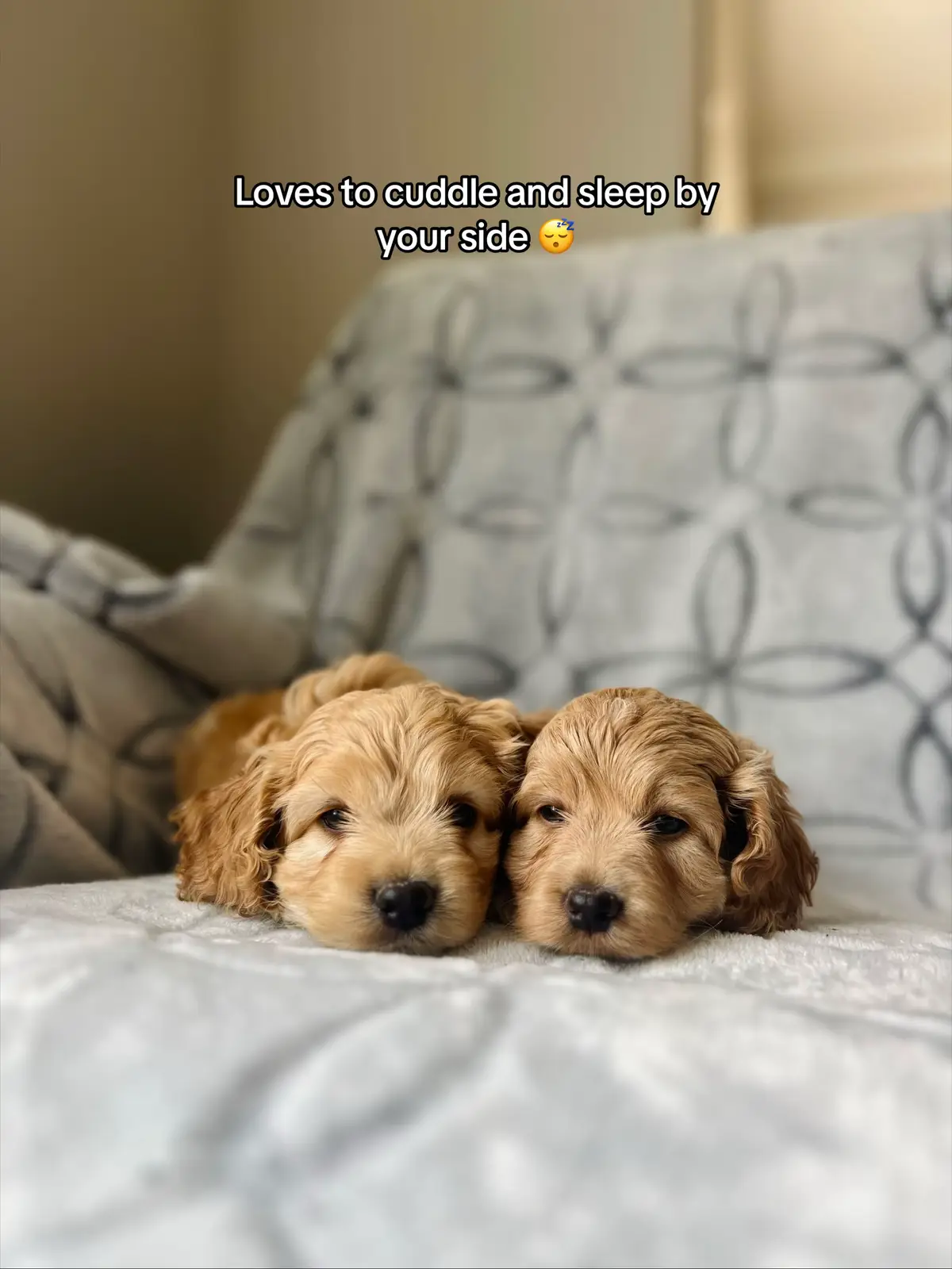 Ready for their new homes 🥰 #puppy #cockapoo #cockerspaniel #poodle #adoptme #montreal #mtl 