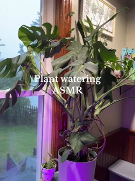 Growing a Home Full of Love and Greenery 🌿❤️ #HomesteadMama #PlantLover #plants #plantsoftiktok #asmr #Lifestyle #CleanTok #aesthetic #flowers  #creatorsearchinsights 